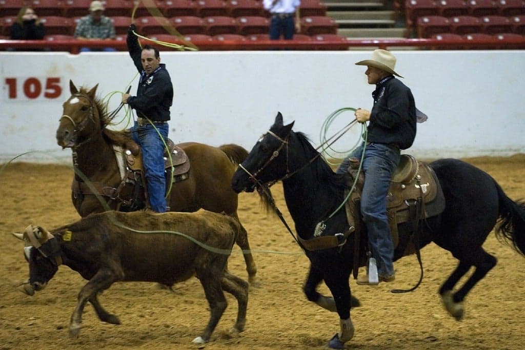 Professional Rodeo
